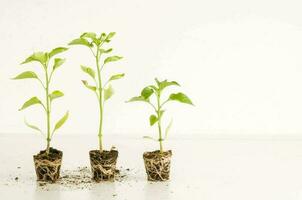 Baby plants on white background photo