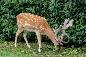 Cute wild deer photo