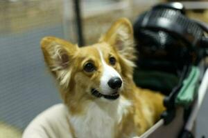 close up fluffy fatty fur corgi face dog photo