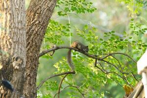 dark color squirrel on tree with green leaf background photo