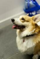 close up fluffy fatty fur corgi face dog photo