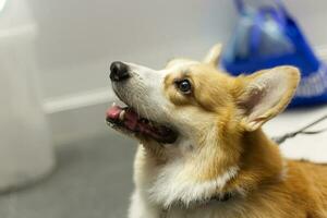 close up fluffy fatty fur corgi face dog photo