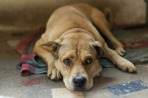 close up dark brown white dog siting down on ground floor photo