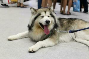 cute Siberian Husky dog look up photo