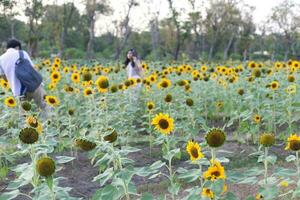 many sunflower filed farm background photo