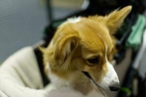 close up fluffy fatty fur corgi face dog photo