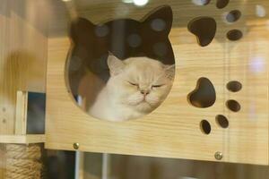 close up portrait of a Scottish Fold cat in cat house box photo