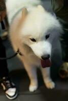 cerca arriba encantador Samoyedo perro mirando arriba con linda cara foto