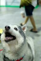 old cute Siberian Husky dog look up sitting on the floor photo