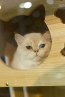 close up portrait of a Scottish Fold cat in cat house box photo