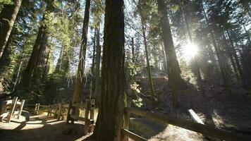 jätte sequoias stighuvuden. trä- gångväg i de sequoia nationell parkera i de Kalifornien, förenad stater av amerika. video