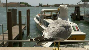 grande canal mar gaivota. veneziano mar gaivota fechar-se dentro lento movimento video