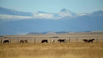 Colorado campo vista com cavalos em a pastagem. video