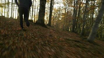 in ritardo pomeriggio autunno fogliame trailhead correre. sportivo durante quotidiano esercizi. video