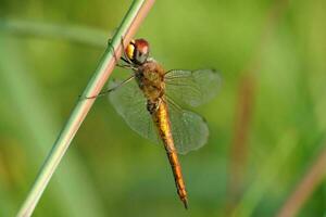 dragonflies perched on the weeds photo