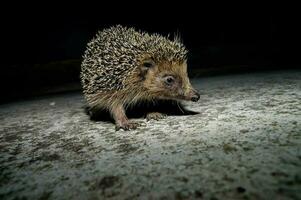 Isolated little hedgehog photo