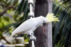 Beautiful bird close-up photo