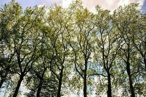 Forest view with trees photo