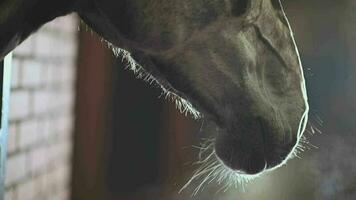 Slow Motion Footage of Brown Race Horse in a Stable. Head Closeup video