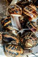 Piled up snails photo