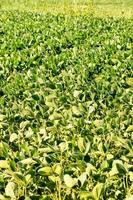 Green plant close-up photo