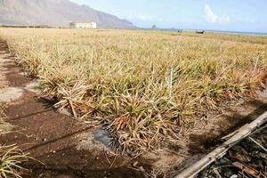 Pineapple field crop photo