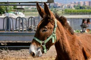 Burro en el granja foto