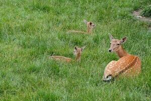 Wild deer animal photo