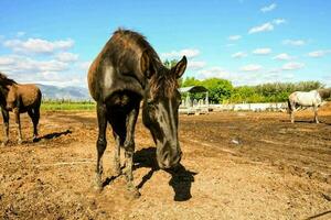 Horse on the farm photo