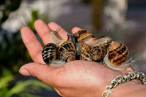 Snails close-up photo