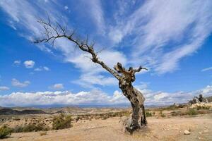 vista del árbol muerto foto