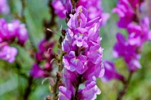 Purple flowers close-up photo