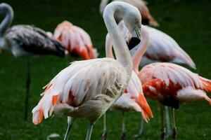 Flamingos in the zoo photo