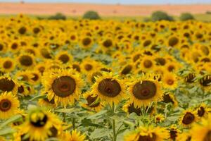 Scenic sunflower field photo