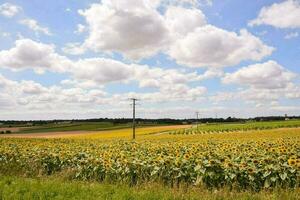 Scenic sunflower field photo