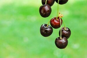 Fresh cherries close-up photo