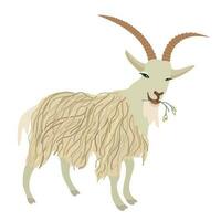 Goat. Vector isolated illustration of domestic animal.