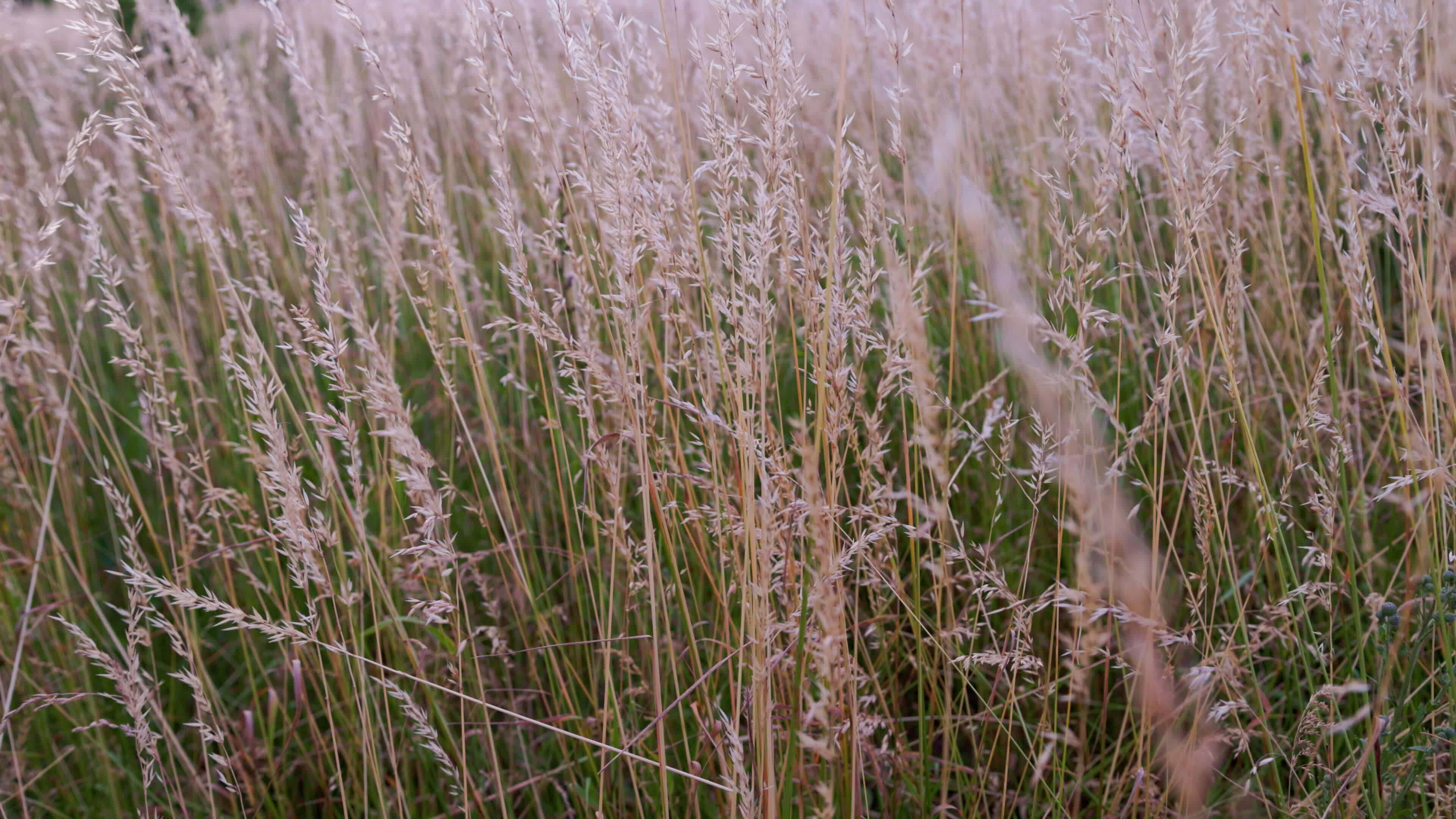 dry festuca pratensis, the meadow fescue grass in field at summer