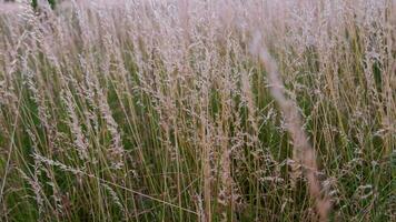 droog feestdag pratensis, de weide zwenkgras gras in veld- Bij zomer middag licht video