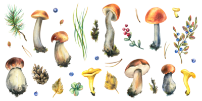 A set of forest mushrooms, boletus, chanterelles and blueberries, lingonberries, twigs, cones, leaves. Watercolor illustration, hand drawn. Isolated objects png