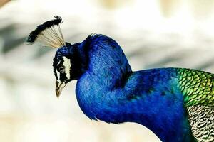 Peacock bird close-up photo