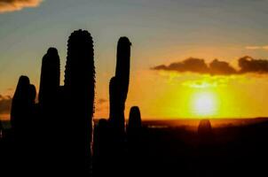 Desert plants over the sunset photo