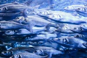 Fishes swimming in the aquarium photo