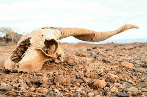 Ram skull on the ground photo