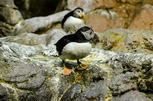 Puffins in the zoo photo