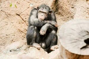 mono triste en el zoológico foto