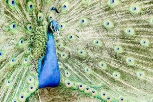 Peacock bird close-up photo