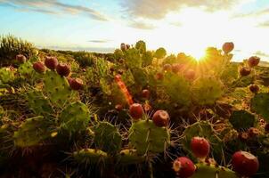 Scenic desert view photo