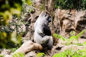 Gorilla in the zoo photo