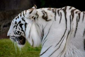 White tiger in the zoo photo